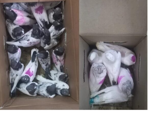 Railway coach attendant arrested for smuggling white pigeons, livestockanimalnews.com