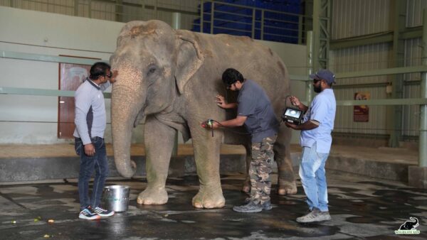 Save the Elephant Day, Elephant Story, Wild Life, Bear Conservation Centre, Elephant Conservation Centre, Wild LifeSOS,