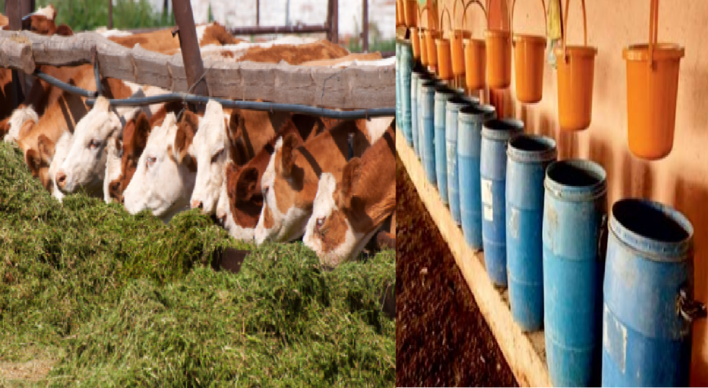 Animal Fodder: बेहतर पानी के प्रबंधन के साथ करें पशुओं के लिए चारे की ...