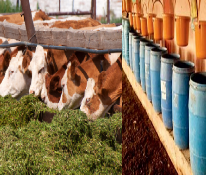 livestock animal news