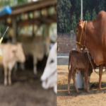 livestock animal news