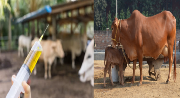 livestock animal news