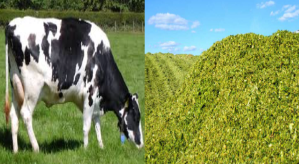 livestock animal news