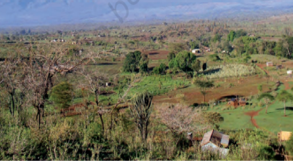 livestock animal news