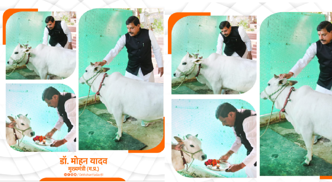 livestock animal news