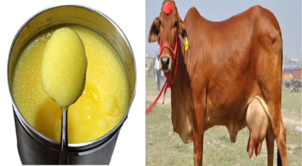 livestock animal news