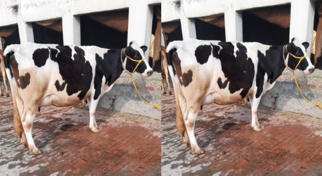HF Cross Cow milk per day