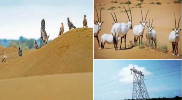 Wildlife Institute of India,