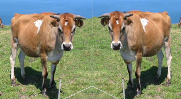 livestock animal news