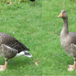 poultry sector