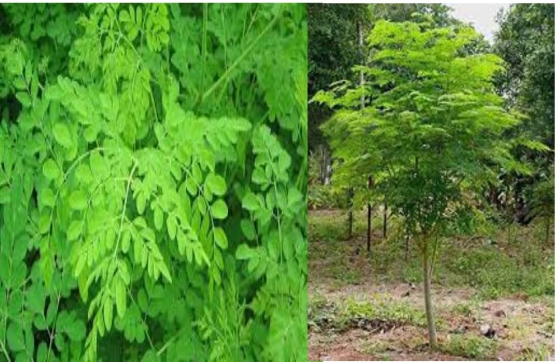 MORINGA TREE, MILK, GREEN FODDER, Moringa, Moringa cultivation, Moringa fodder, Drumstick crop, Drumstick cultivation, Moringa rates,