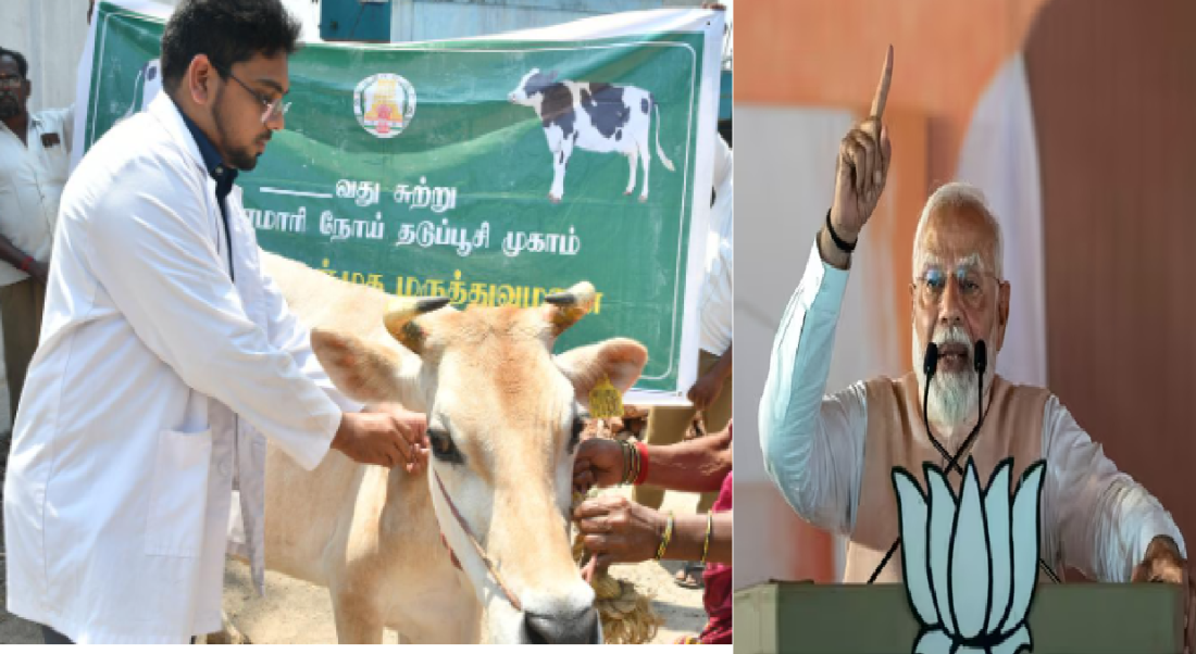 livestock animal news