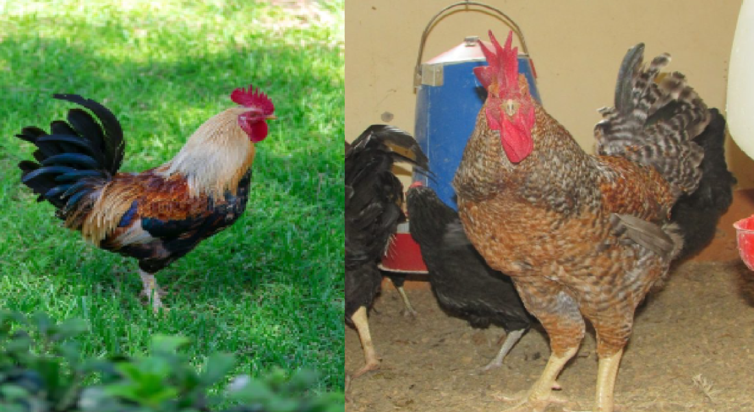 livestock animal news