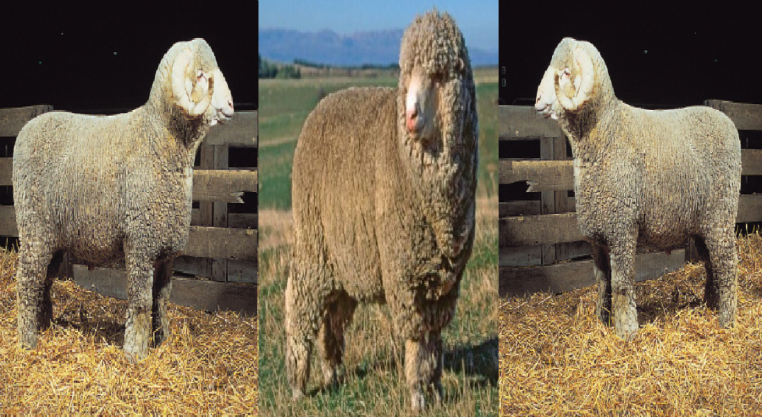 sheep farming