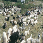 livestock animal news