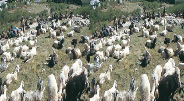 livestock animal news