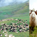 livestock animal news