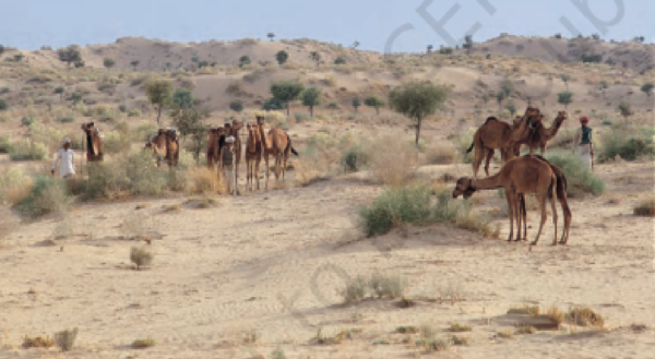 livestock animal news