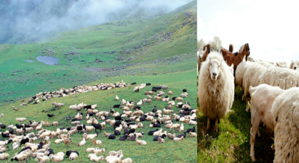 livestock animal news