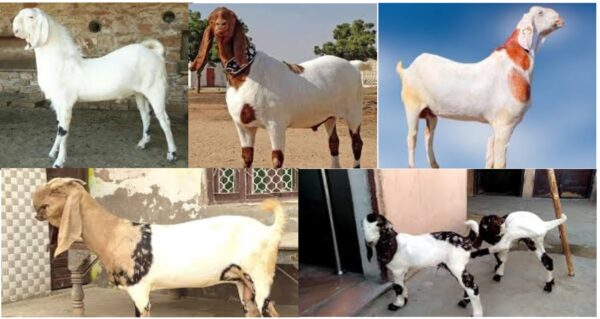 tota pari goat, goat farming, goat, sirohi goat, cirg