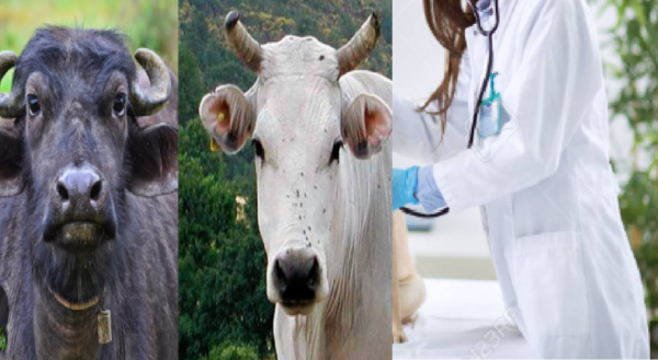 livestock animal news