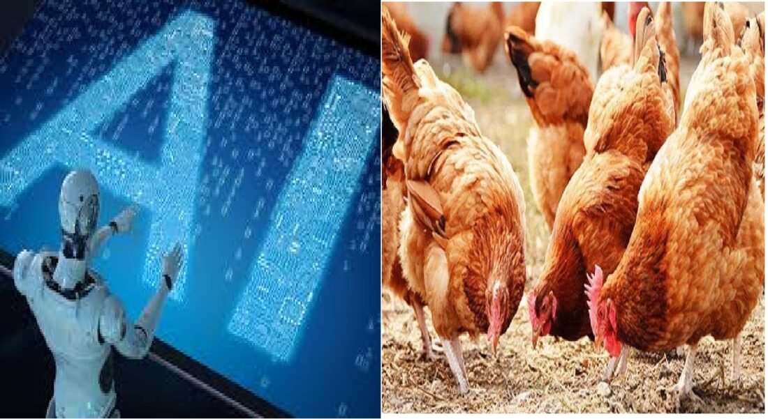 AI, AI Technology, AI News, AI in Poultry, Poultry Production