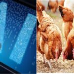 AI, AI Technology, AI News, AI in Poultry, Poultry Production