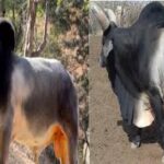 Cowshala, Firozabad News, Cowshala in Firozabad, Bull Cowshala, Firozabad Municipal Corporation, Nagla Pansahay Cowshala