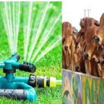 Cowshala News, Cowshala Hindi News, Sprinkler Machine in Cowshala, Severe Heat, Temperature, Storm, Storm, Animal Husbandry,