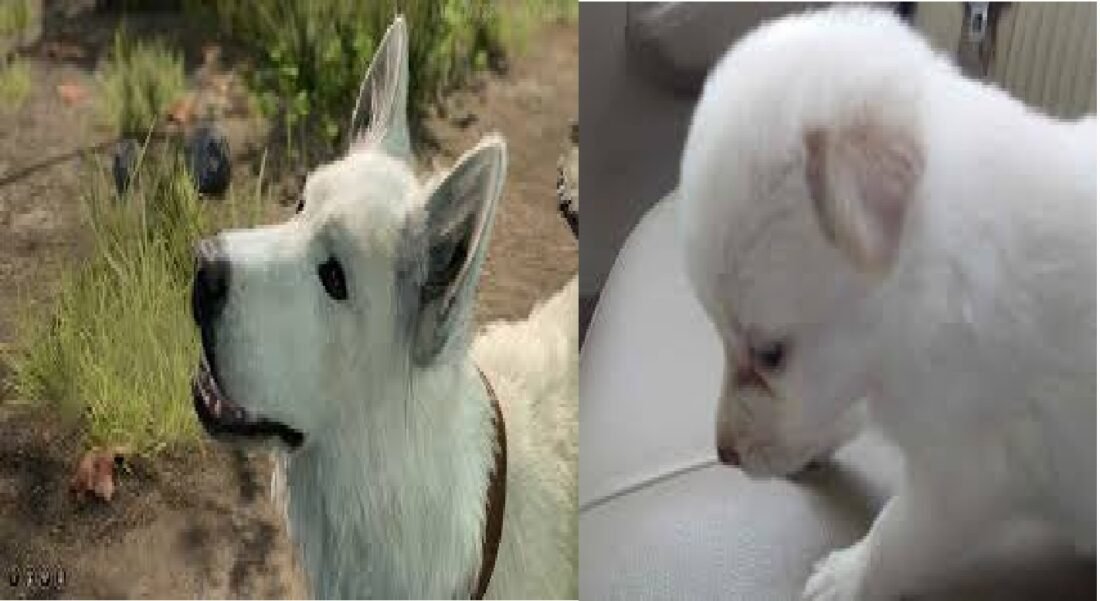 Human Rights Commission, Etah News, Etah DM, Etah Municipality, Etah Dog, Etah Dog News, Dog Complaint,