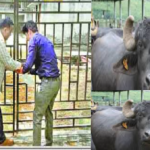 livestock animal news