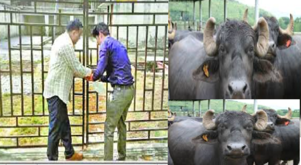 livestock animal news