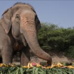 Wildlife SOS, Elephant Phoolkali,Elephant Conservation Center, Bear Conservation Centre