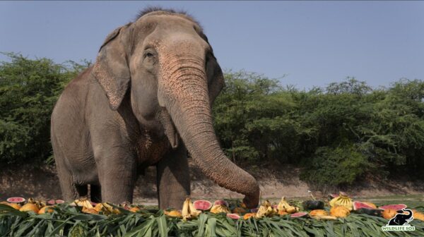 Wildlife SOS, Elephant Phoolkali,Elephant Conservation Center, Bear Conservation Centre