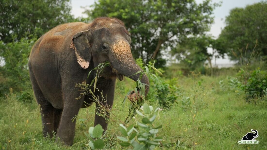 Wildlife SOS, Kalpana Elephant, Elephant Conservation Centre, Elephant Rescue Centre