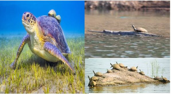 World Tortoise Day, Tortoise Day, Rare Tortoise, Tortoise in Chambal River, Gharial in Chambal River, Etawah Range,