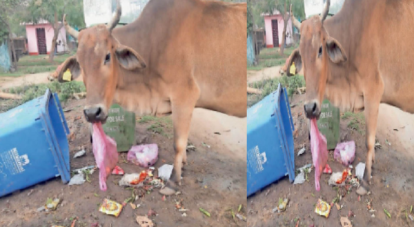 करीब 8 लाख से अधिक निराश्रित गोवंशों की देखरेख अच्छे से हो सकेगी. यह निराश्रित गोवंश सड़कों पर हादसों का कारण बनते थे. लोगों को इसे काफी नुकसान हो रहा था.