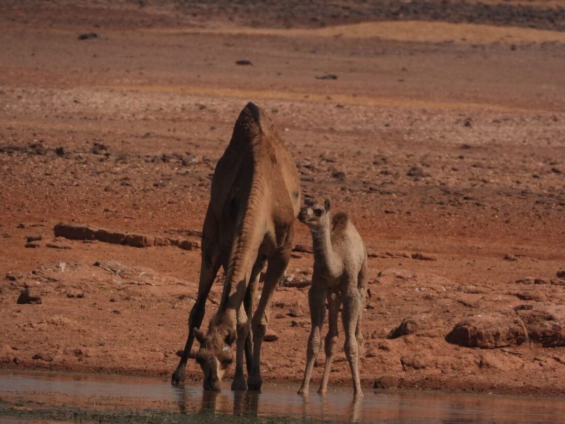 Camel, Jaisalmer, Desert, Desert Ship Camel, Jaisalmer News, D Oran,