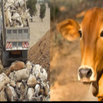 livestock animal news