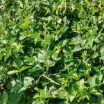 livestock animal news lobia grass