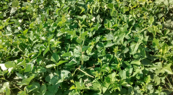 livestock animal news lobia grass