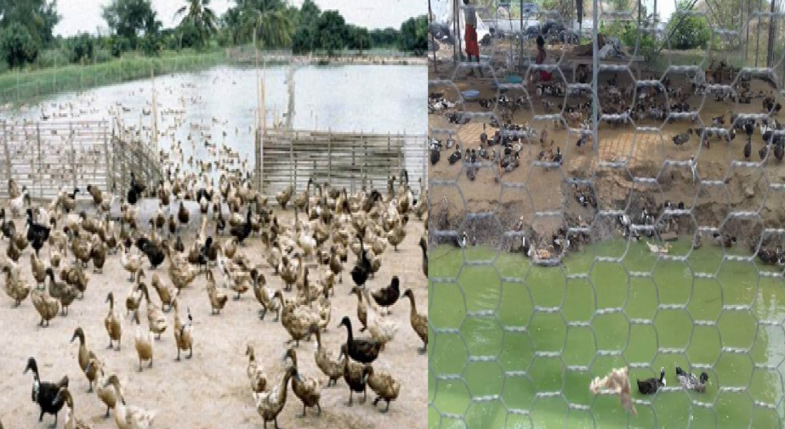 livestock animal news