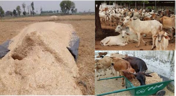 fodder, feed, feed rate, chaff, chaff shortage, fodder shortage, lost fodder, cowshed, cowshed of UP