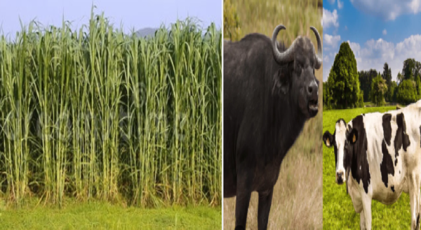 livestock animal news