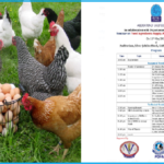 poultry feed need