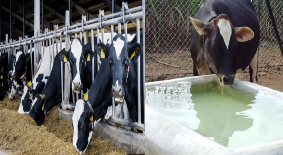 livestock animal news