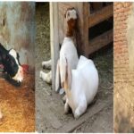 Animal Husbandry, Pneumonia, Pneumonia in Animals, PPR