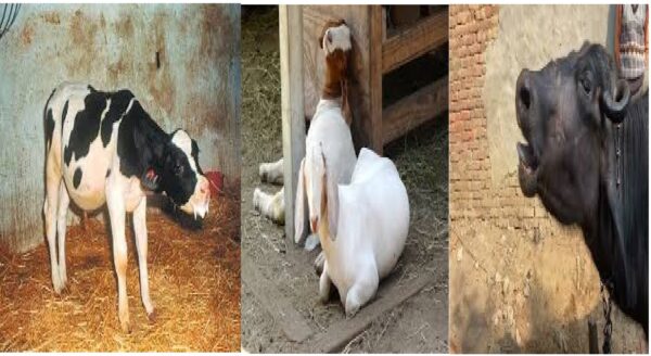 Animal Husbandry, Pneumonia, Pneumonia in Animals, PPR