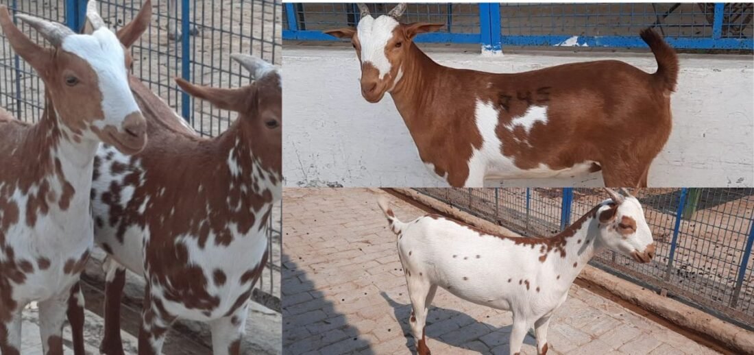 Bakra Mandi, Bakrid, Goat Rate, goat diet, goat, Bakrid,Qurbani