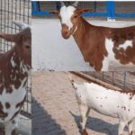 Bakra Mandi, Bakrid, Goat Rate, goat diet, goat, Bakrid,Qurbani